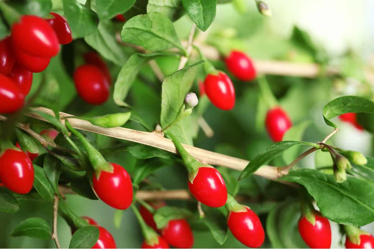 Goji Berry Fruit Plants , Perennial Fruit, Full-Part Sun