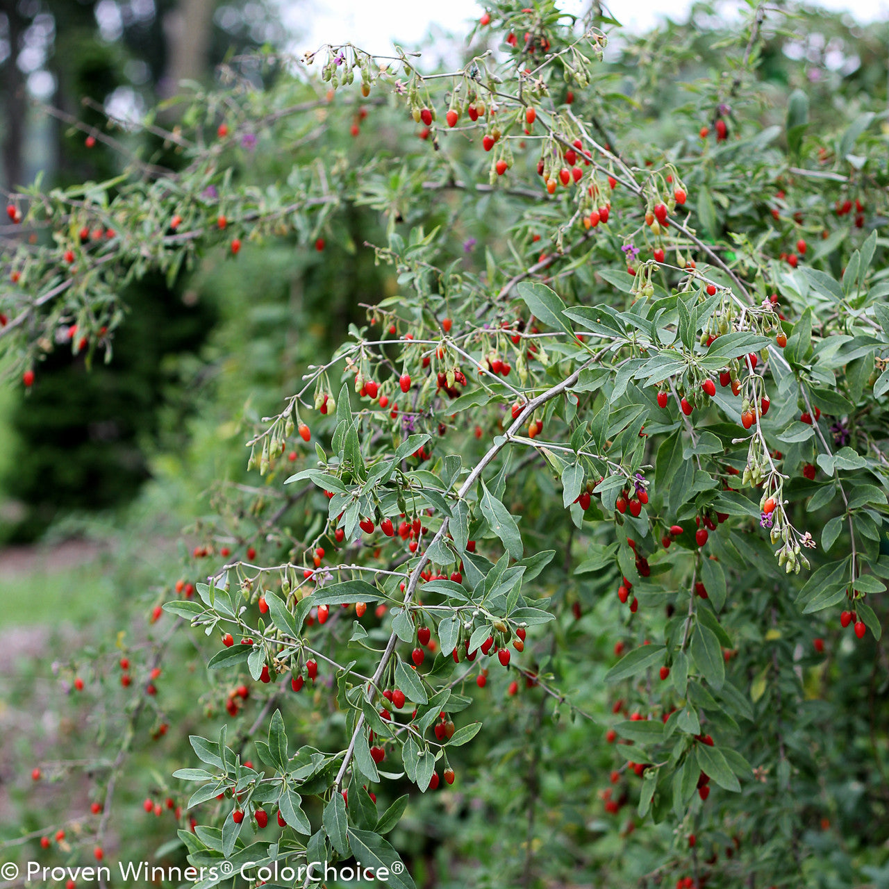 Goji Berry Fruit Plants , Perennial Fruit, Full-Part Sun