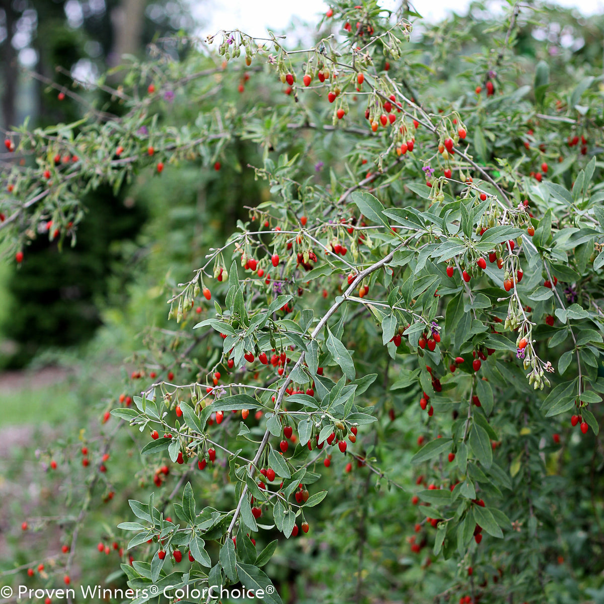 Goji Berry Live Plants – Productive Fruiting Shrub, High Antioxidants, Perennial, Zones 5–9 — plant detail