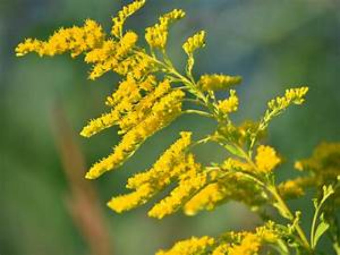 Goldenrod (Solidago Altissima) Plants