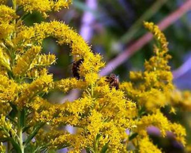 Goldenrod (Solidago Altissima) Plants