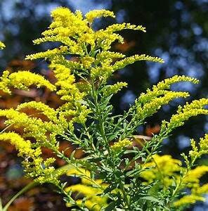 Goldenrod (Solidago Altissima) Seeds, Stratification required for Germination, Pollinator-Friendly Perennial
