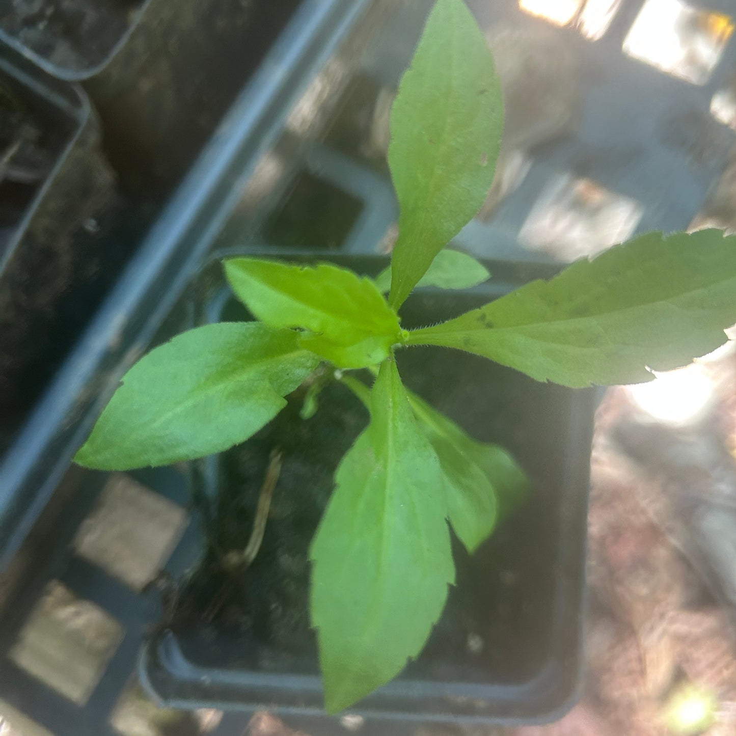 Goldenrod (Solidago Altissima) Plants