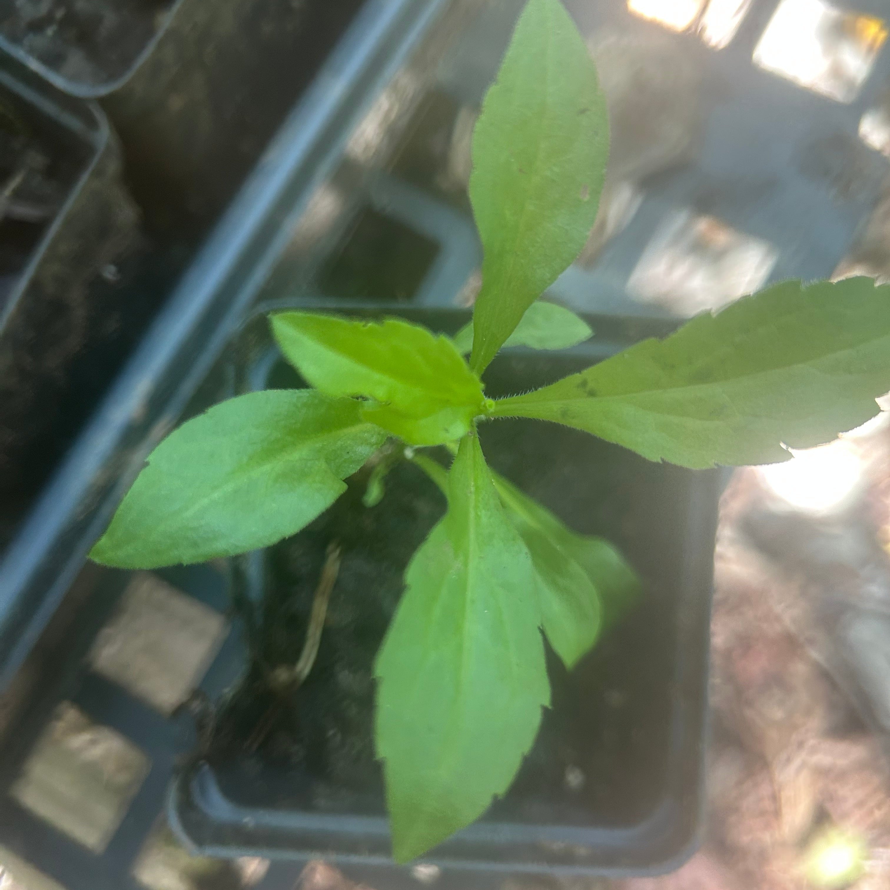 Goldenrod (Solidago Altissima) Plants, Pollinator-Friendly Perennial