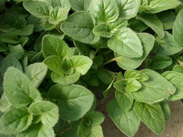 Greek Oregano - Edible Herb Plant, Pollinator-Friendly, Hardy Zones 4-9