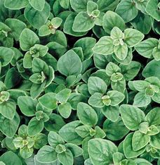 Greek Oregano - Edible Herb Plant, Pollinator-Friendly, Hardy Zones 4-9