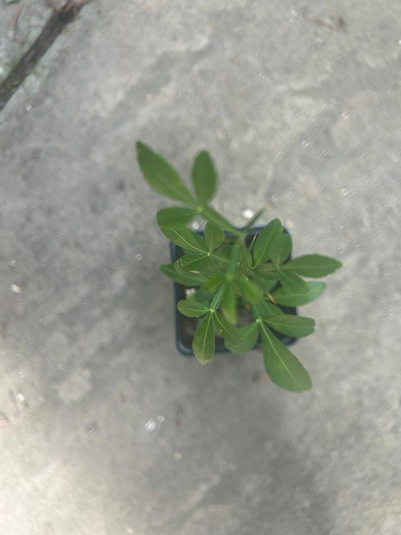 Hardy Citrus Seedling