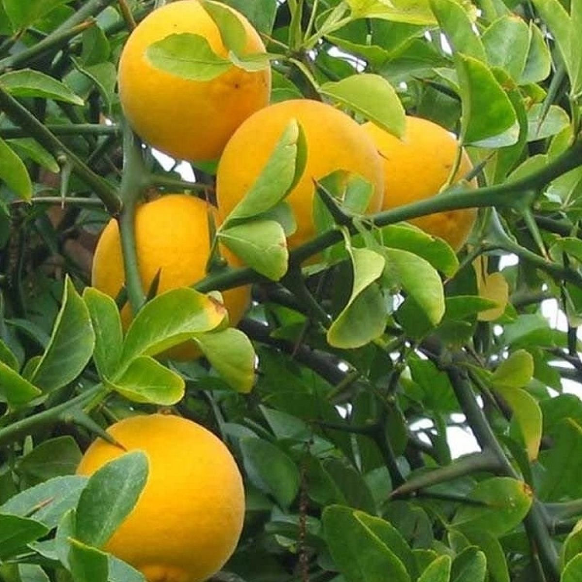 Hardy Citrus Fruit