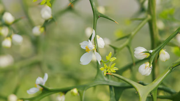 Hardy Citrus Flowers