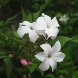 Hardy Jasmine Plants (Jasminum Officinal)
