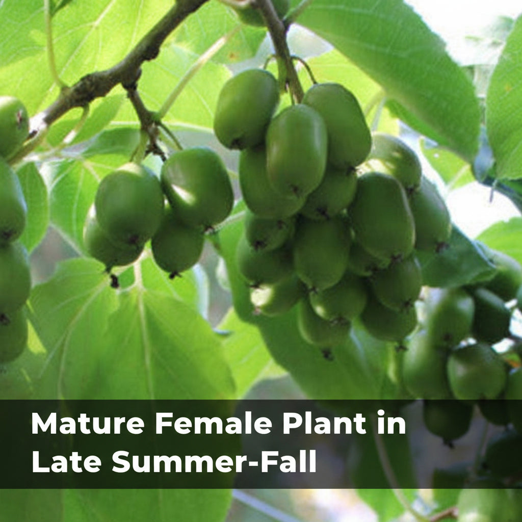 Hardy Kiwi Plants - Actinidia Arguta (Anna Female & Meader Male)