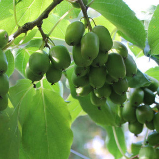 Hardy Kiwi plants - Anna (Female) and/or Meader (Male) plants, Perennial Fruit, Full-Part
