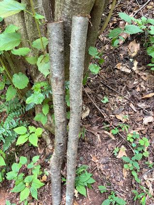 2 Hazelnut Wood, 2-3 feet long