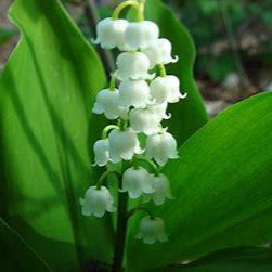 Lily of the Valley (10 Pips or 3 Potted Pips)