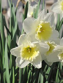 Ice Follies Daffodil Bulbs (Pre-Sale)