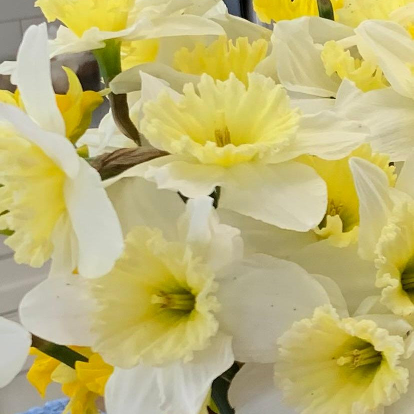 Ice Follies Daffodil Bulbs (Pre-Sale)