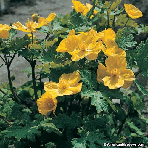 Woodland Poppy Seeds, Native Woodland Perennial, Yellow Spring Blooms, Zones 4-9