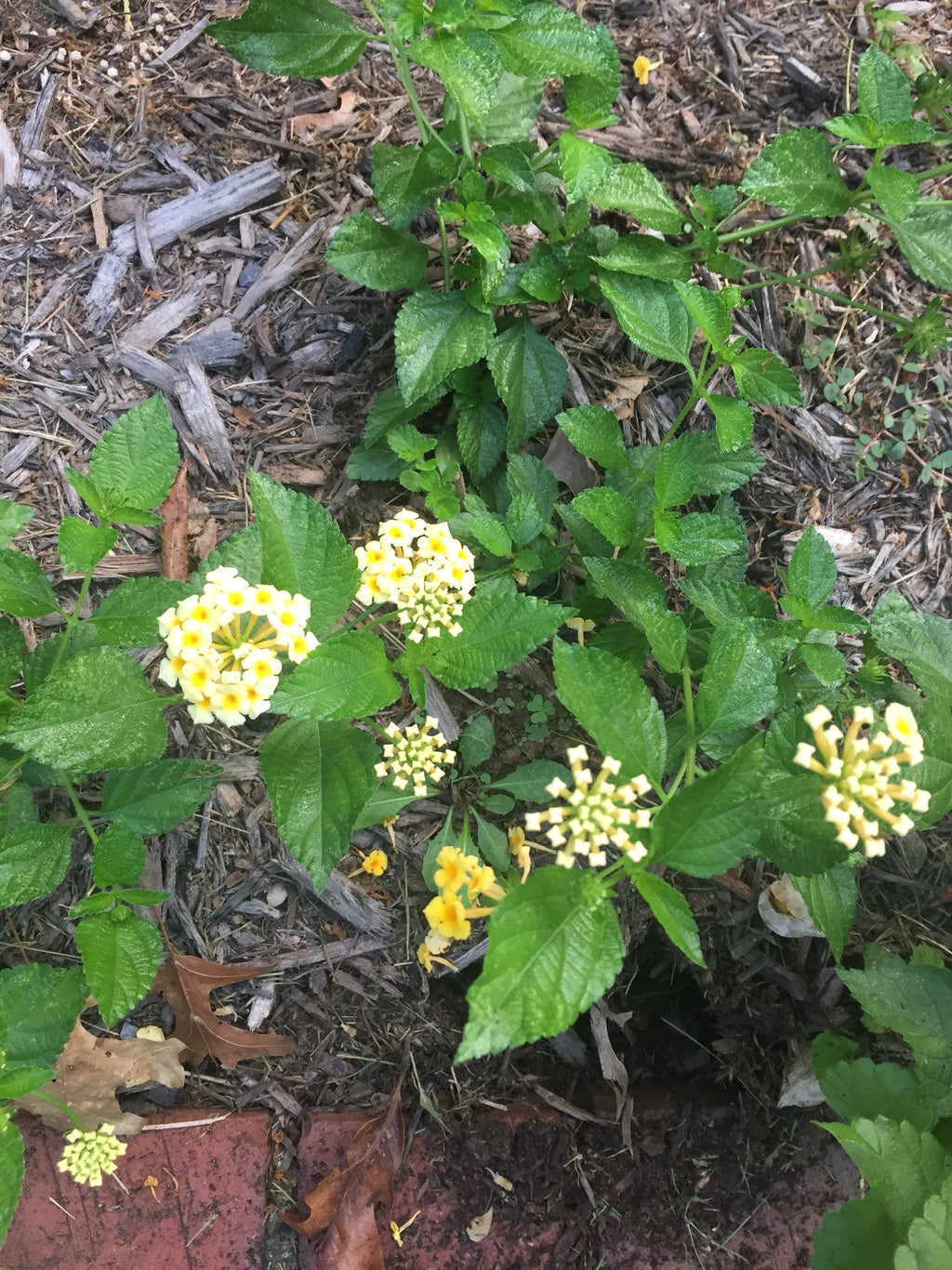 Chapel Hill Yellow Hardy Lantana Live Plant – Hardy Perennial, Butterfly Magnet, Zones 7+