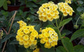 Chapel Hill Yellow Hardy Lantana Live Plant – Hardy Perennial, Butterfly Magnet, Zones 7+