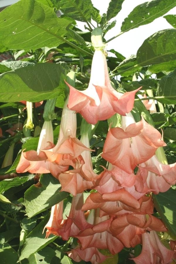 Brugmansia Plants - Cherub