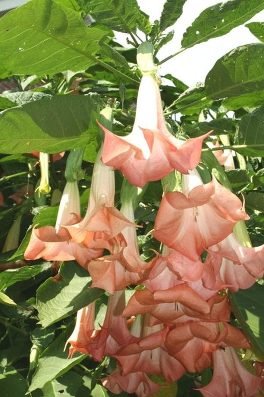 Brugmansia Plants - Cherub