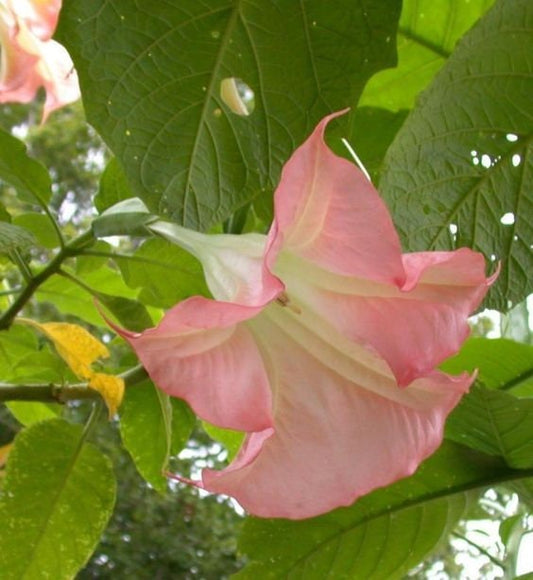 Brugmansia Plants - Frosty Pink