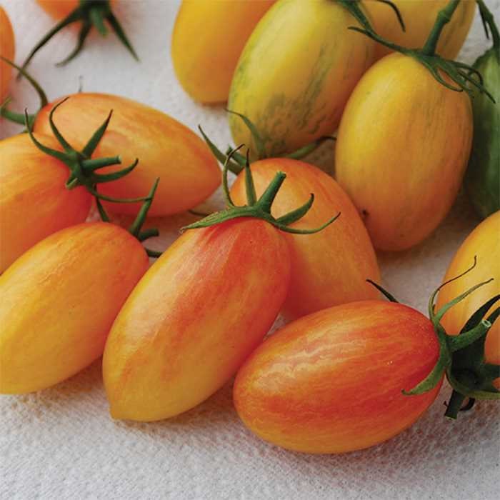 Steep Hill Garden Blush Tomato Seeds - Heirloom Plum, Fruity Orange-Yellow, 10-100 Count