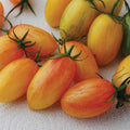 Steep Hill Garden Blush Tomato Seeds - Heirloom Plum, Fruity Orange-Yellow, 10-100 Count