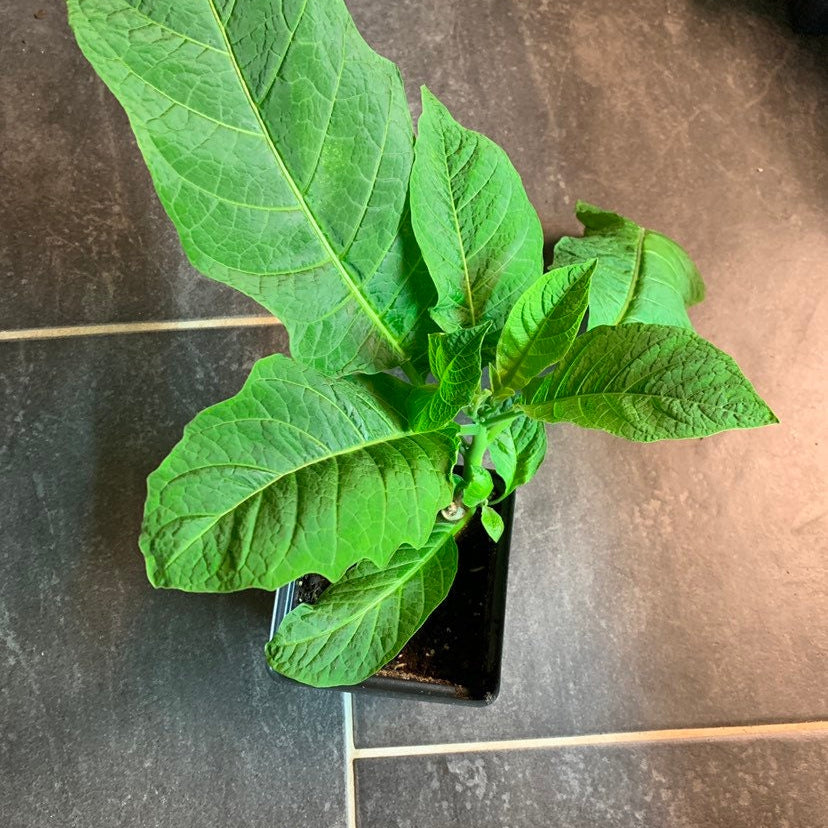 Brugmansia Plants - Cherub