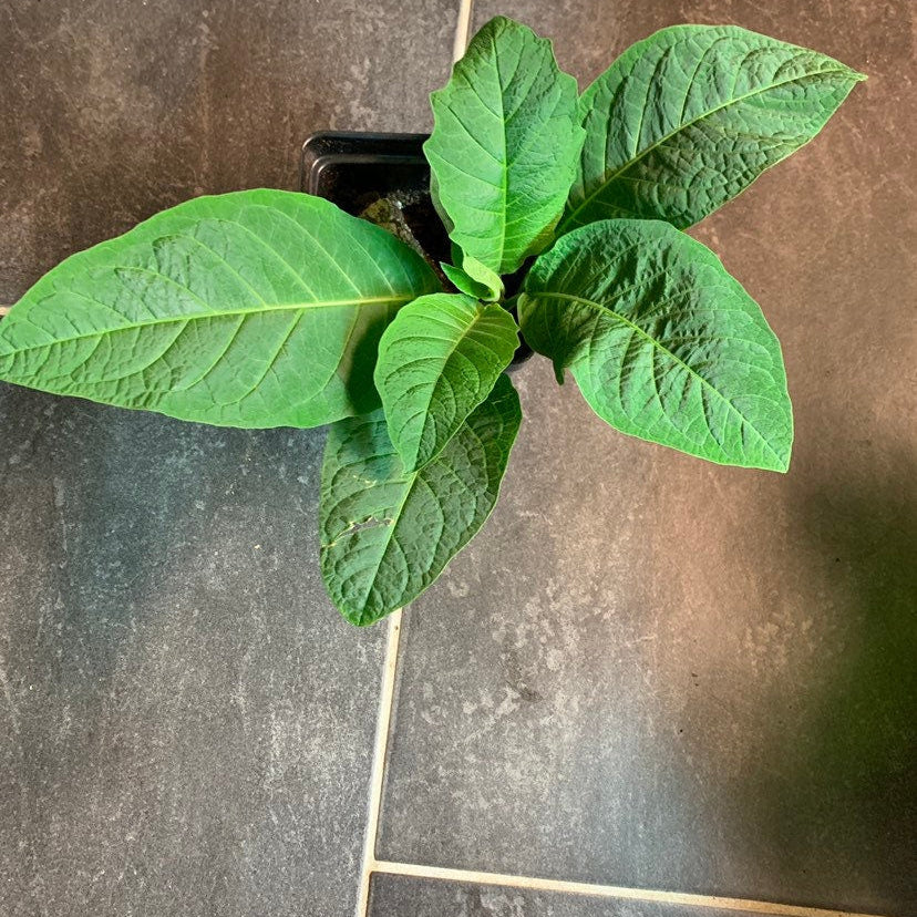 Brugmansia Plants - Cherub