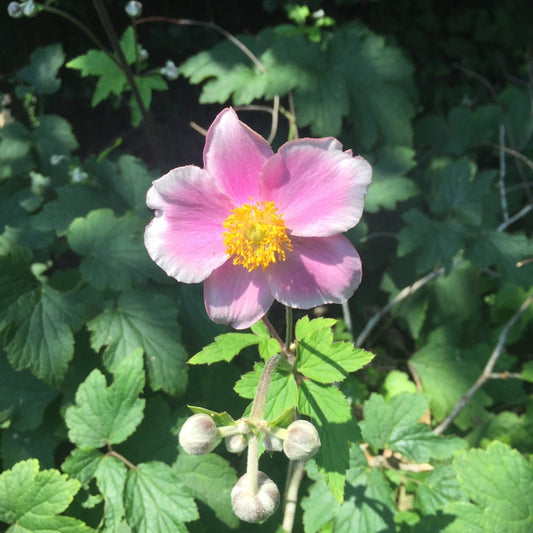 Pink Japanese Anemone Plant (3.25" Pots)