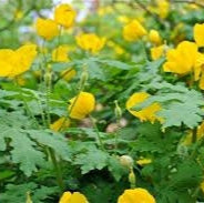 Woodland Poppy, Native Woodland Perennial, Yellow Spring Blooms, Zones 4-8