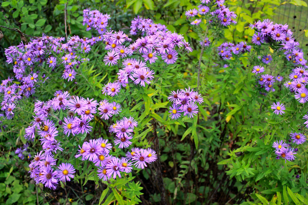 Steep Hill Garden New England Aster Seeds - Native Fall Bloomer, Pollinator-Friendly, 100 Count