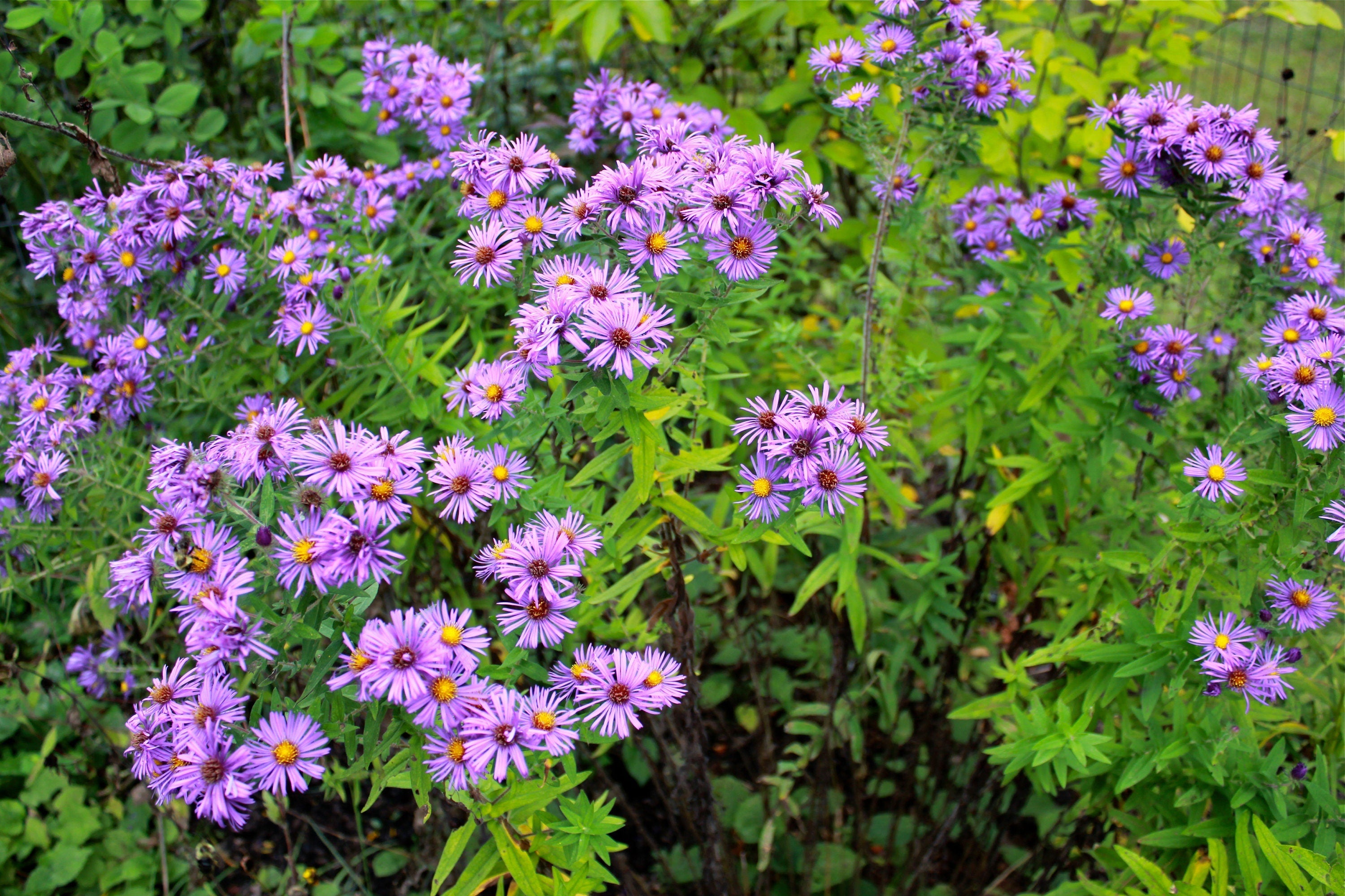 Steep Hill Garden New England Aster Seeds - Native Fall Bloomer, Pollinator-Friendly, 100 Count