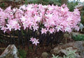 Naked Ladies Bulbs – Belladonna Lily & Resurrection Lily (3 Bulbs)