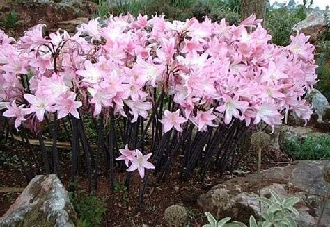 Naked Ladies Bulbs – Belladonna Lily & Resurrection Lily (3 Bulbs)