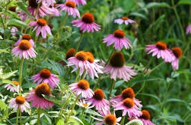 Purple Cone Flower (Echinacea) Seeds (100 Seeds)