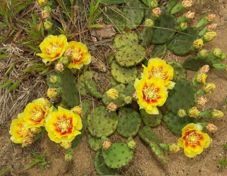 Eastern Prickly Pear Cactus Plant