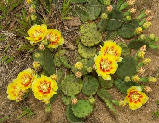 Eastern Prickly Pear Cactus Plant
