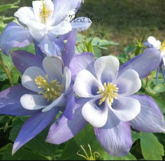Rocky Mountain Columbine Plants (Seedlings)