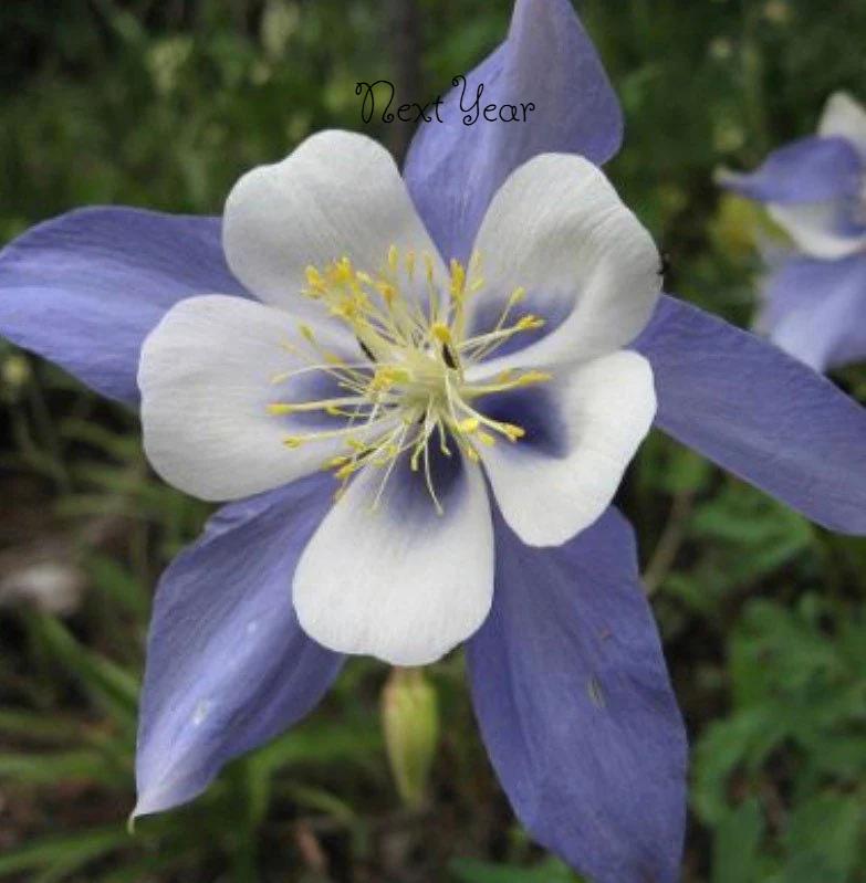 Rocky Mountain Columbine Plants (Seedlings)