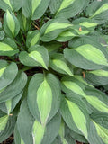 Variegated Hosta - Green & White Foliage, Shade Loving Perennial, Zones 3-9
