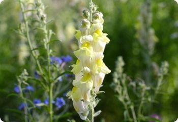 Perennial Snapdragon (Antirrhinum braun-blanquetii)