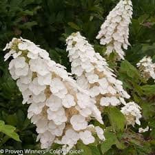 Oakleaf Hydrangea in Flower