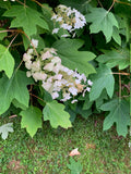 Oakleaf Hydrangea in Flower
