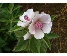 Marshmallow Plant (Althaea Officinalis): Pollinator-Friendly Perennial
