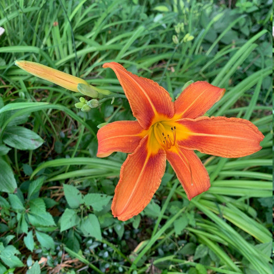 Orange Day Lily - 5 Plants/Roots