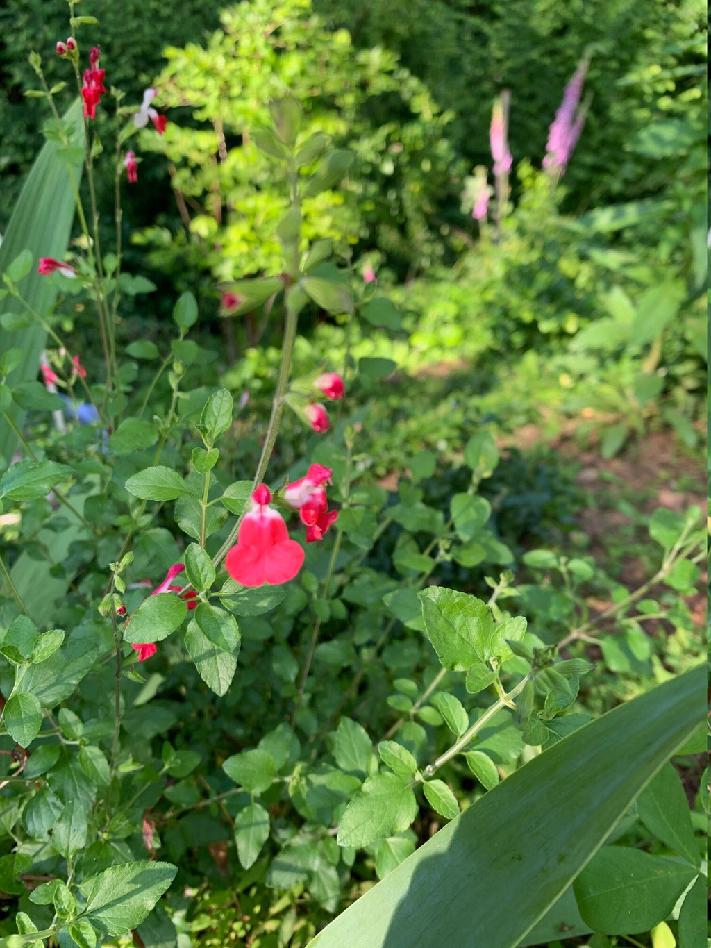 Hot Lips Salvia Live Plant