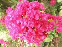 Pink Crape Myrtle Tree Plant - several sizes