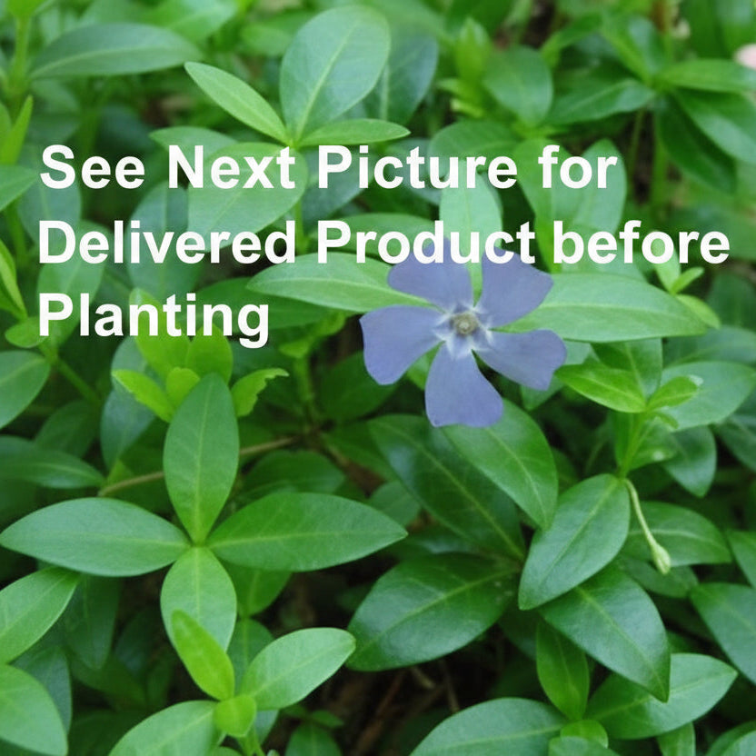 Vinca Minor (Periwinkle) Bare-Root Plants – Evergreen Ground Cover, Zones 4–8